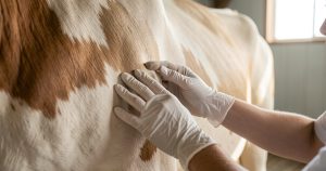 Dermatose nodulaire bovine : fin des restrictions, sauf dans un département