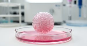 Mini-cerveaux en labo : la biologie dépasse la fiction