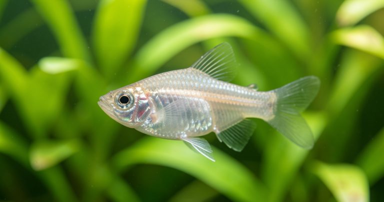 Longévité masculine : la révolution du poisson japonais