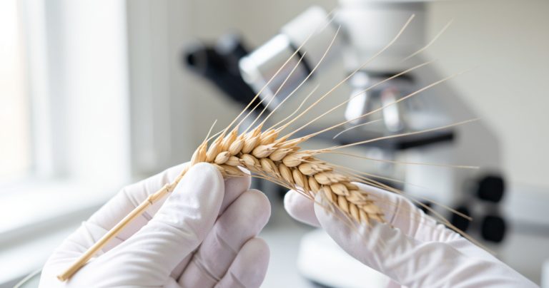 Cadmium dans l'alimentation : le défi invisible des analyses de laboratoire