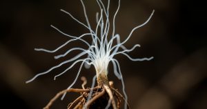 Carte mondiale des champignons du sol : un réseau mycorhizien cartographié