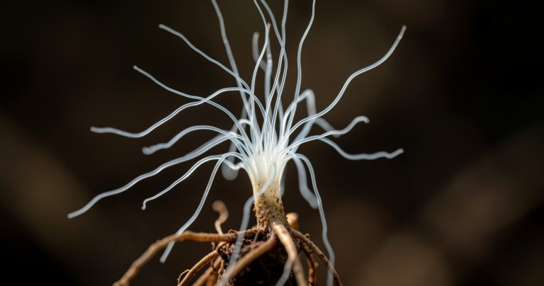 Carte mondiale des champignons du sol : un réseau mycorhizien cartographié