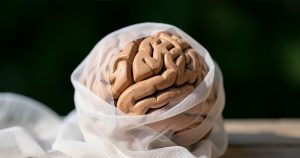 Vieillissement cérébral : comment l'activité neuronale influence notre longévité