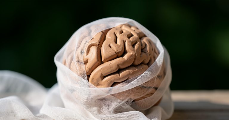Vieillissement cérébral : comment l'activité neuronale influence notre longévité